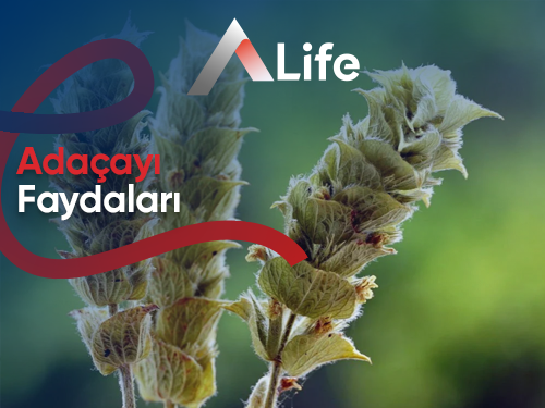 Adaçayı Faydaları